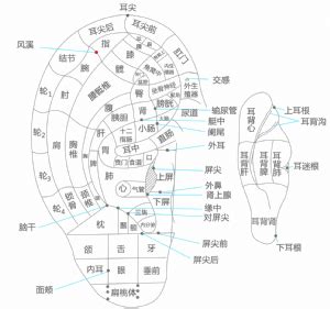 風溪|風溪耳穴:別名,診斷作用,功能作用,定位,主治,操作,功效,配伍,